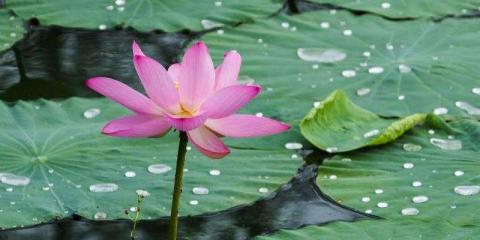 女人不止要補(bǔ)血養(yǎng)顏茶 還需要補(bǔ)補(bǔ)氣提精神