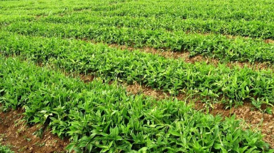 首個(gè)中藥材保護(hù)規(guī)劃出臺(tái) 野生中藥材將實(shí)現(xiàn)種植