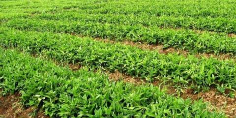 首個中藥材保護規(guī)劃出臺 野生中藥材將實現(xiàn)種植