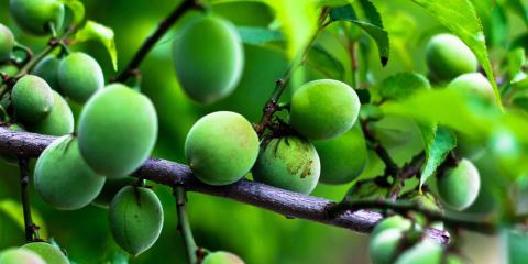 古法熬制的酸梅湯，健脾開胃，是夏日養(yǎng)生必備