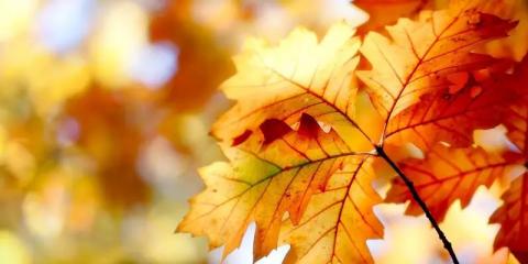 中醫(yī)教你秋季養(yǎng)生：養(yǎng)肺為先