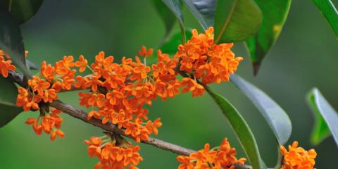 是藥、是食、亦是花，今天來認(rèn)識中藥——桂花